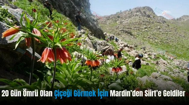 20 Gün Ömrü Olan Çiçeği Görmek İçin Mardin’den Siirt’e Geldiler