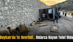 Baykan’da Tır Devrildi!.. Onlarca Koyun Telef Oldu