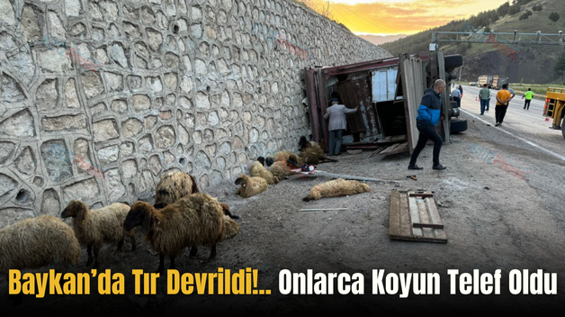 Baykan’da Tır Devrildi!.. Onlarca Koyun Telef Oldu