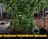 Kurtalan’da Uyuşturucu Yetiştiricilerine Operasyon!.. 2 Gözaltı