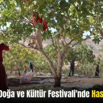 Siirt Fıstığı Doğa ve Kültür Festivali’nde Hasat Coşkusu