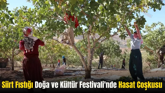 Siirt Fıstığı Doğa ve Kültür Festivali’nde Hasat Coşkusu