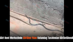 Siirt Kent Merkezinde Görülen Yılan Vatandaş Tarafından Görüntülendi