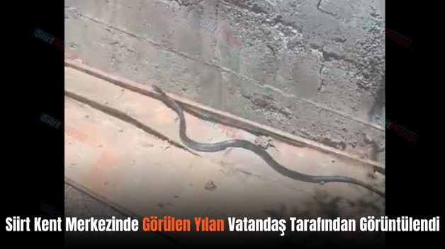 Siirt Kent Merkezinde Görülen Yılan Vatandaş Tarafından Görüntülendi