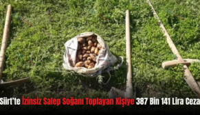 Siirt’te İzinsiz Salep Soğanı Toplayan Kişiye 387 Bin 141 Lira Ceza