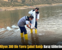 Siirt’te 1 Milyon 300 Bin Yavru Şabut Balığı Baraj Göllerine Bırakıldı