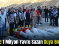 Siirt’te 1 Milyon Yavru Sazan Suya Bırakıldı