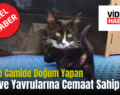 Siirt’te Camide Doğum Yapan Kedi ve Yavrularına Cemaat Sahip Çıktı