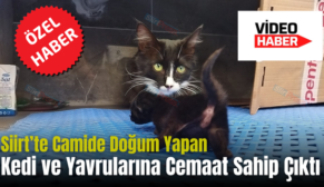 Siirt’te Camide Doğum Yapan Kedi ve Yavrularına Cemaat Sahip Çıktı