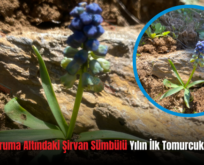 Siirt’te Koruma Altındaki Şirvan Sümbülü Yılın İlk Tomurcuklarını Açtı