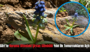 Siirt’te Koruma Altındaki Şirvan Sümbülü Yılın İlk Tomurcuklarını Açtı