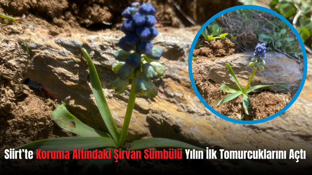 Siirt’te Koruma Altındaki Şirvan Sümbülü Yılın İlk Tomurcuklarını Açtı