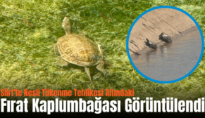 Siirt’te Nesli Tükenme Tehlikesi Altındaki Fırat Kaplumbağası Görüntülendi