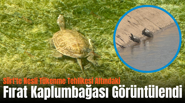 Siirt’te Nesli Tükenme Tehlikesi Altındaki Fırat Kaplumbağası Görüntülendi