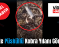 Siirt’te Püsküllü Kobra Yılanı Görüldü