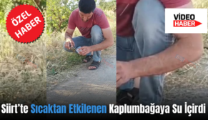 Siirt’te Sıcaktan Etkilenen Kaplumbağaya Su İçirdi