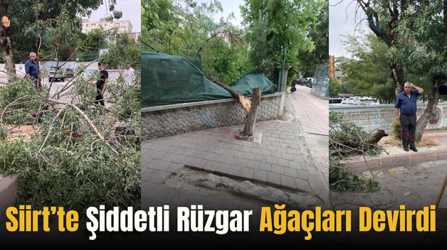 Siirt’te Şiddetli Rüzgar Ağaçları Devirdi