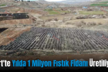 Siirt’te Yılda 1 Milyon Fıstık Fidanı Üretiliyor