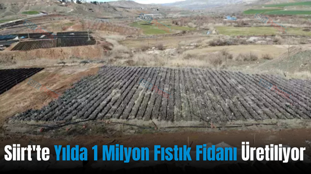 Siirt’te Yılda 1 Milyon Fıstık Fidanı Üretiliyor